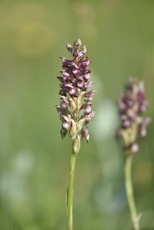 Anacamptis_coriophora10.jpg.dc8ab8482a89ddd7de610eb0bd11c342.jpg