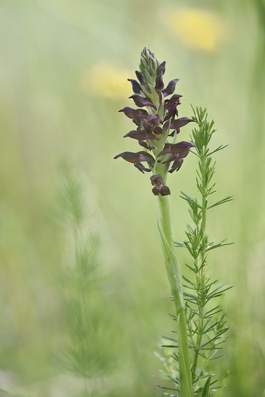 Anacamptis_coriophora3.jpg.db7440a59269b05076e2364c1ab78cf9.jpg