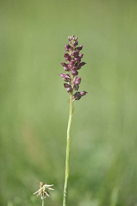 Anacamptis_coriophora7.jpg.fa56007a1926927faedfe43ce9bf3a4d.jpg