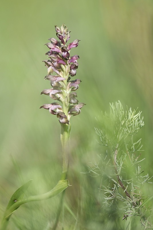 Anacamptis_coriophora8.jpg.5ad0b6974d42504c226dacc2f37b5959.jpg