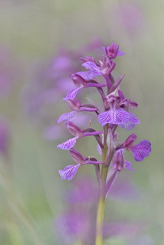 Anacamptis_gennarii.jpg.17a11f66d816ca9e199be50525d66769.jpg