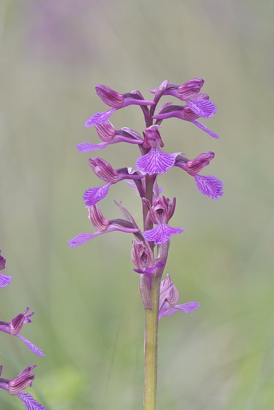 Anacamptis_gennarii1.jpg.07de666c0ef2f169c69e63aedff1fbb4.jpg