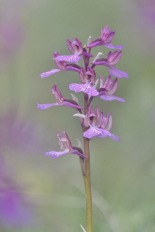 Anacamptis_gennarii2.jpg.6cedf2cc34c2a822be8b8cada8006bed.jpg