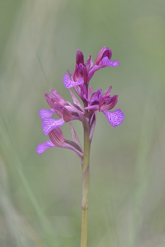 Anacamptis_gennarii4.jpg.5362cc2b128204417d5bafb03e5a5160.jpg