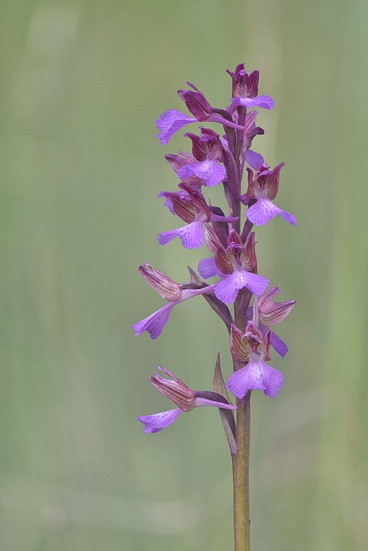 Anacamptis_gennarii5.jpg.aa3a357eb5c535b09c69ccc714b22cf2.jpg