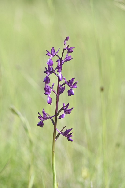 Anacamptis_laxiflora.JPG.251af92a38c55c05e7af11074b240056.JPG