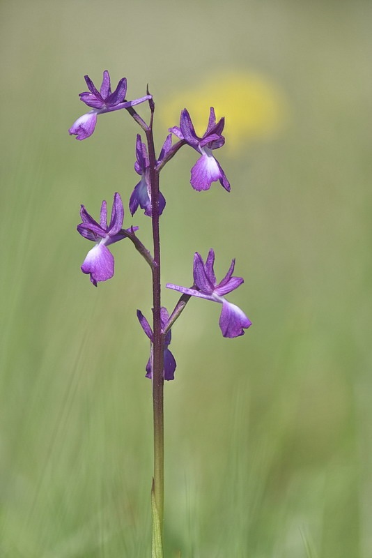 Anacamptis_laxiflora10x.jpg.dd55e2d1704cf624147f15da57795a71.jpg