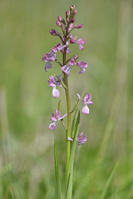 Anacamptis_laxiflora14.jpg.5b0282a9ef40064e273f0d39533cb891.jpg