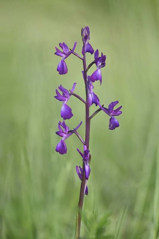 Anacamptis_laxiflora6.jpg.27475ceda6a357f565debce261940641.jpg