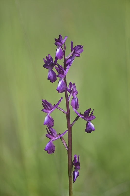 Anacamptis_laxiflora7.jpg.dc28bb26866b6ec36729af6ac3364f7f.jpg