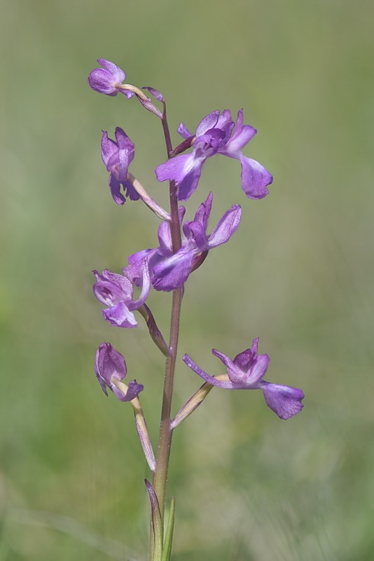 Anacamptis_laxiflora9.jpg.67c459ec4c6d41946352453665a79e04.jpg