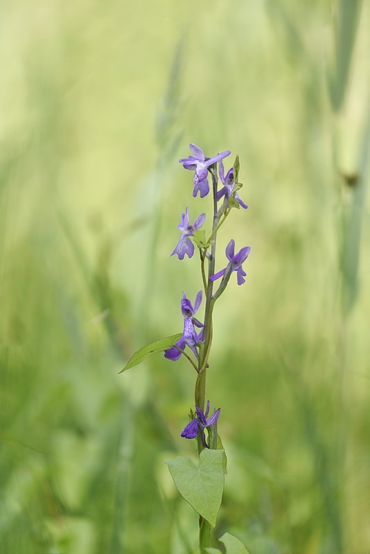 Anacamptis_palustris.jpg.529f2ed6900afed0fa2c9ac156d67630.jpg