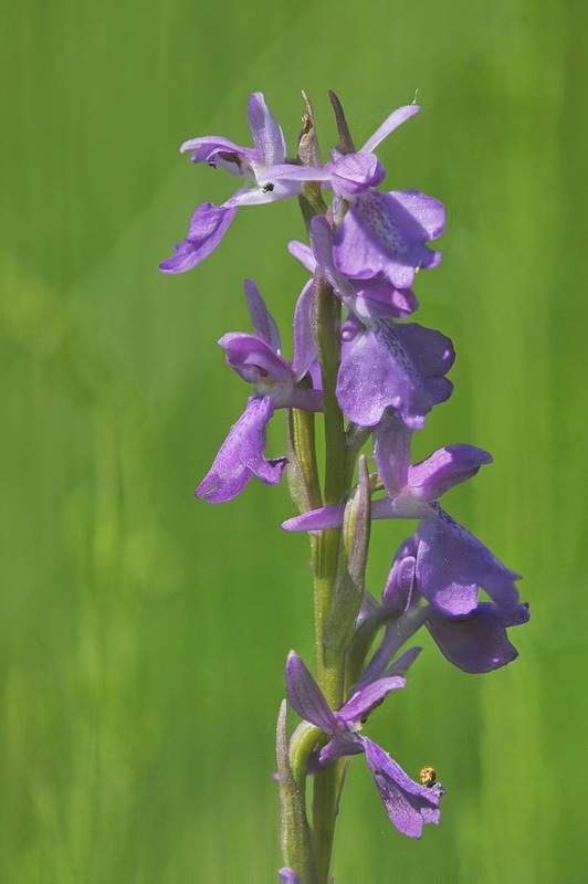 Anacamptis_palustris1.jpg.cea7b81819f01c81cddd9511e415e64b.jpg