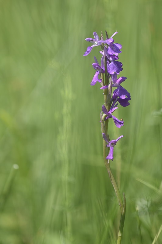 Anacamptis_palustris5.jpg.4a69a4a4b9db71dad3c81b0c7d41ea33.jpg