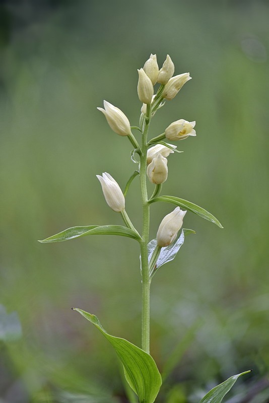 Cephalanthera_damasonium7.jpg.02f7ebcd5e8651d2550c3417c3024261.jpg