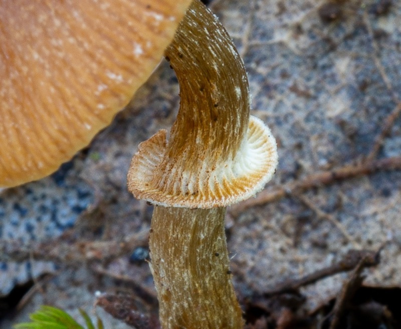DSC01564.thumb.jpg.adb2a40ec9e03dc37df0ba49858d8a87.jpg