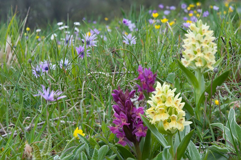 Dactylorhiza-sambucina-229_231_2023.jpg