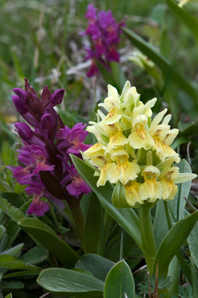 Dactylorhiza-sambucina-253_260_2023.jpg