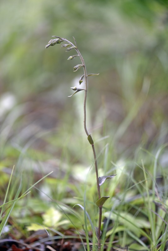 Epipactis_microphylla3.jpg.15858b843c141165d0afe73e5f8b039d.jpg