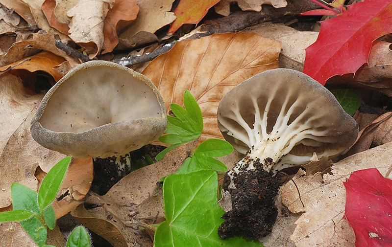 Helvella-calicina-TL230430-01-08-9.jpg