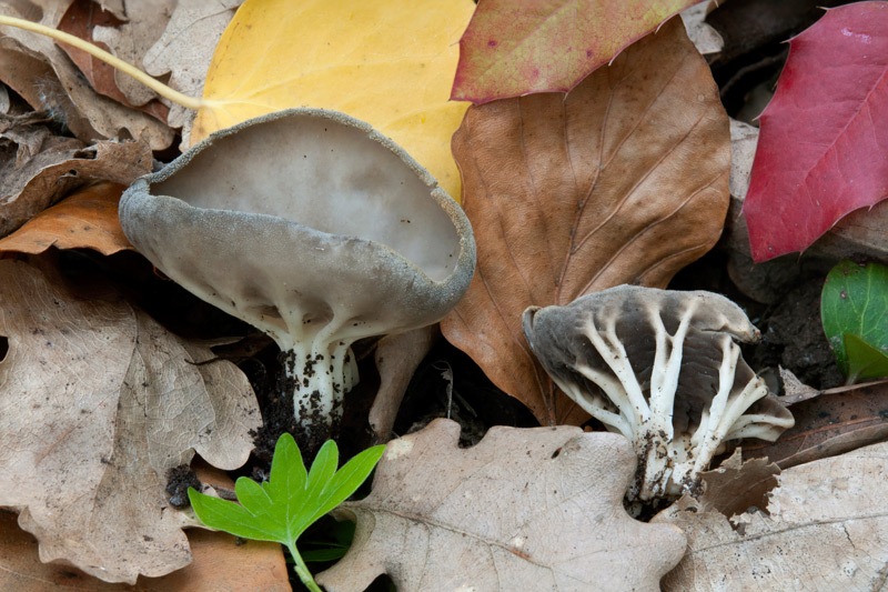 Helvella-cfr-calycina-62_65_2023.jpg