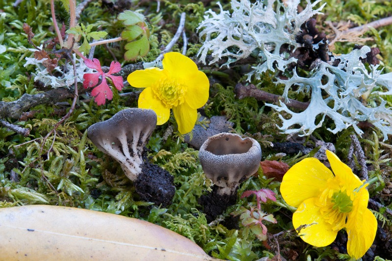 Helvella-cfr-calycina-9453_58_2023.jpg