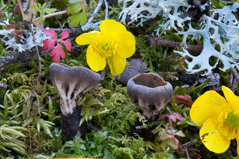 Helvella-cfr-calycina-9465_70_2023.jpg