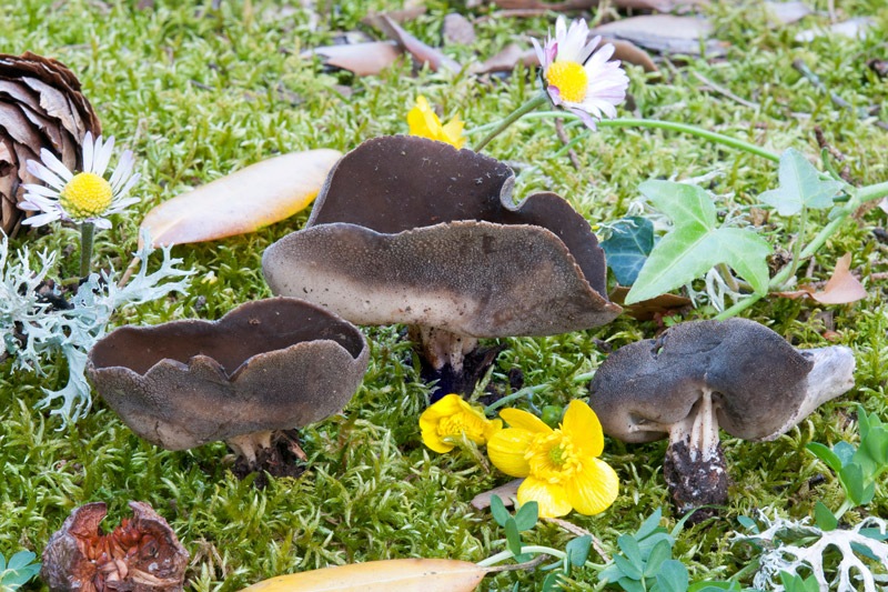 Helvella-solitaria-9432_38_2023.jpg