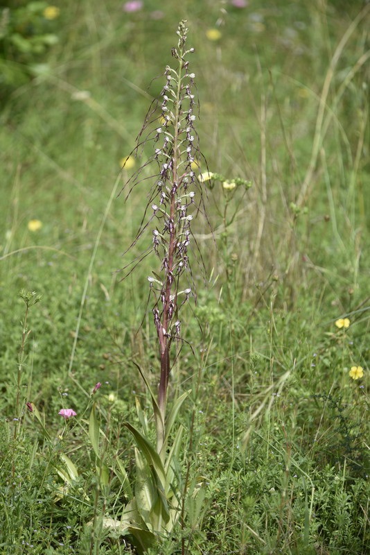 Himantoglossum_adriaticum.JPG.62dab01b9505c0d30d1444c879ce2497.JPG