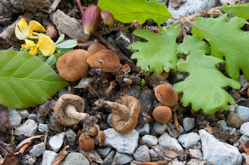 Inocybe-dulcamara-9800_01_2023.jpg