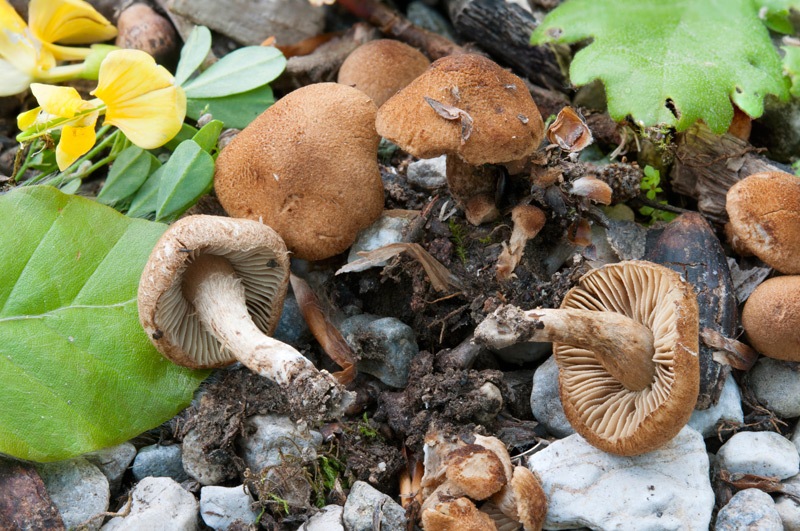 Inocybe-dulcamara-9807_13_2023.jpg