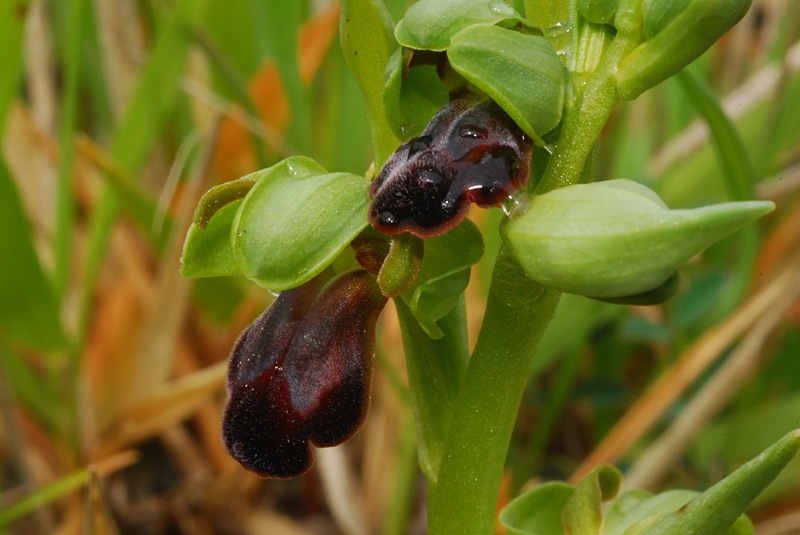 Ophrys-fusca-ssp-funerea-02.jpg