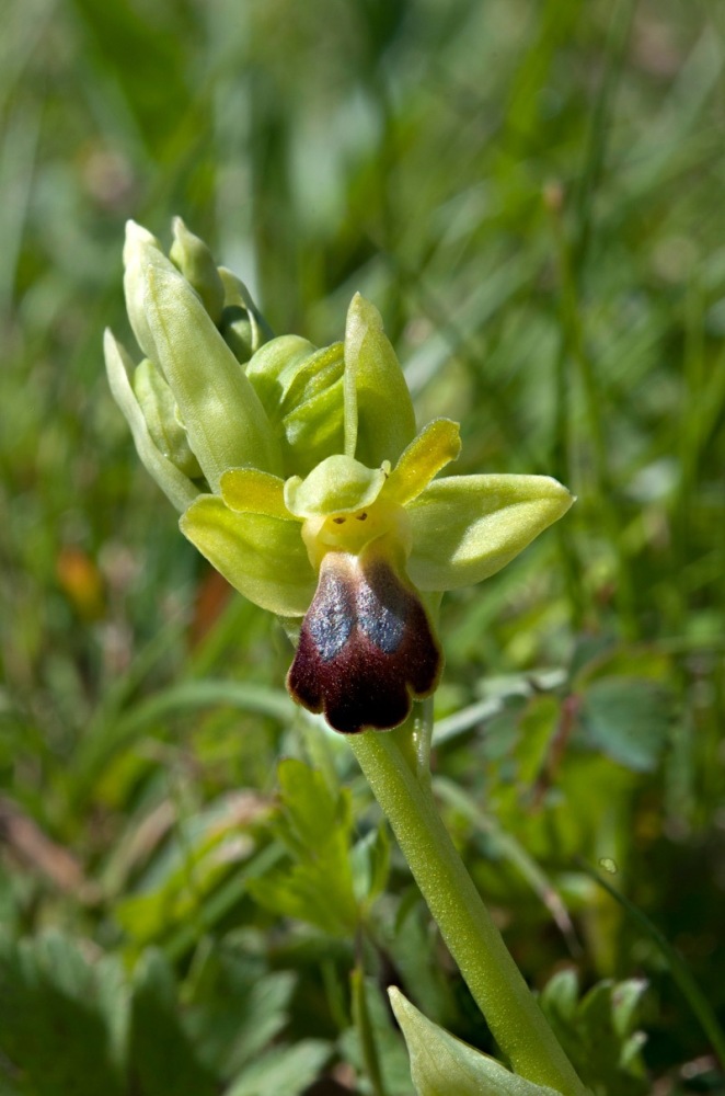 Ophrys-fusca-subsp-funerea-9644_51_2023.jpg