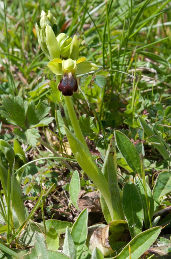 Ophrys-fusca-subsp-funerea-9652_56_2023.jpg