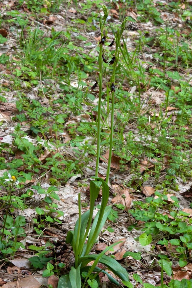 Ophrys-insectifera-9908_11_2023.jpg