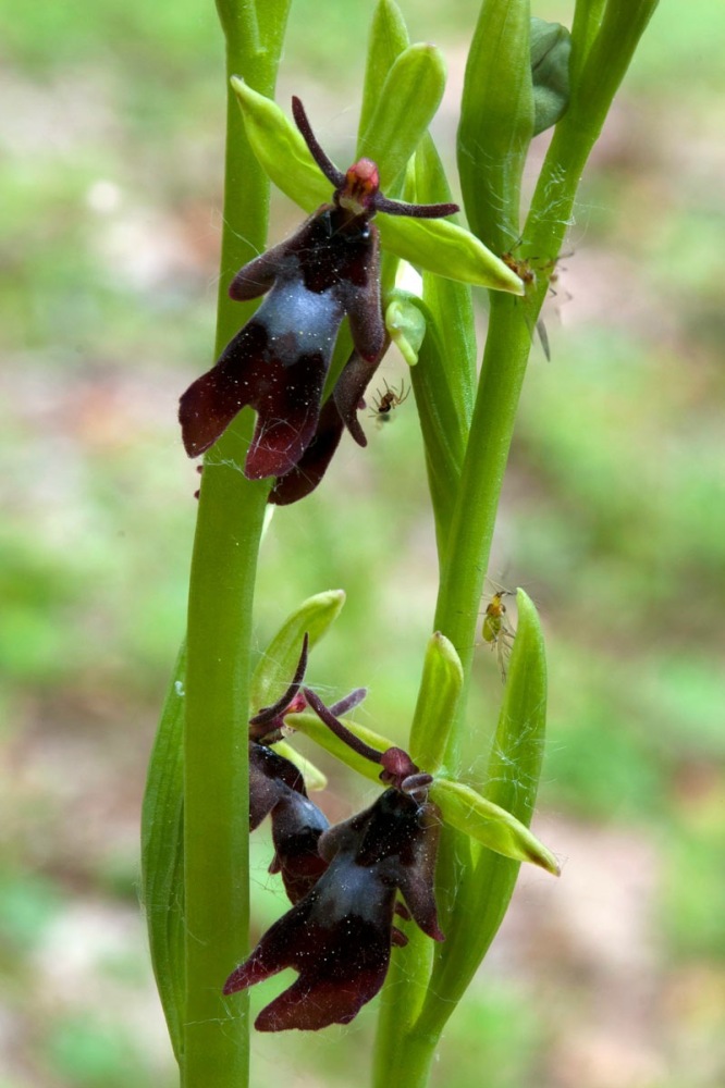 Ophrys-insectifera-9922_29_2023.jpg