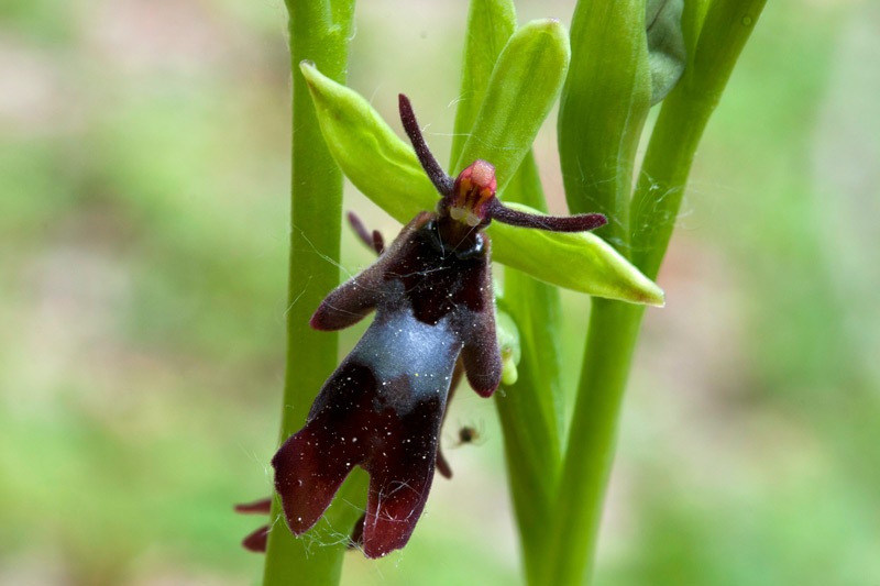 Ophrys-insectifera-9944_49_2023.jpg