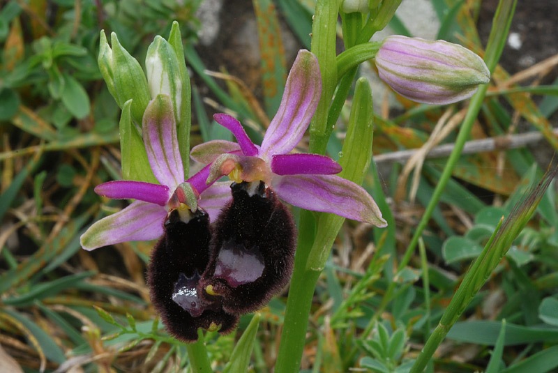 Ophrys-romolinii-02.jpg