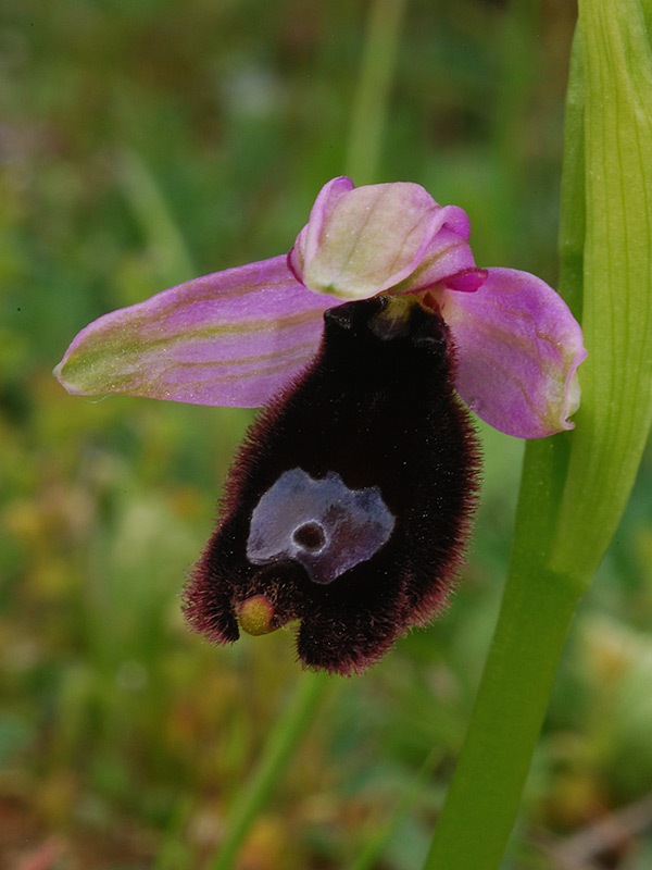 Ophrys-romolinii-03.jpg