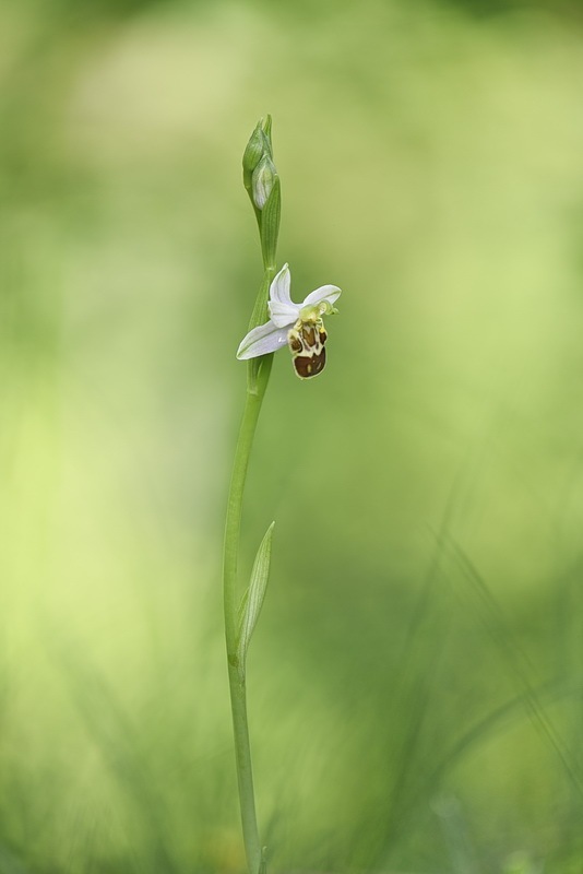 Ophrys_apifera-friburgensis.jpg.eb6270c189086dae587bd48e6d1a042b.jpg