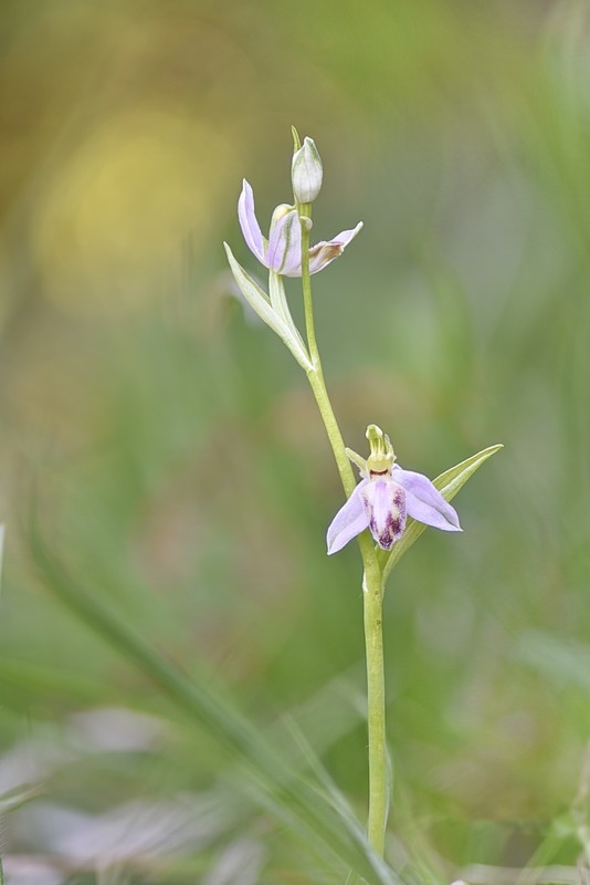 Ophrys_apifera-tilaventina.jpg.d812f3ef0e3929ee34baf7dc37c3cead.jpg