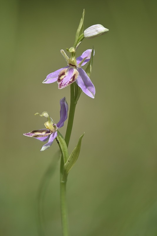 Ophrys_apifera-tilaventina11.jpg.a5cb0cc403d1b51da64138c033896fdd.jpg