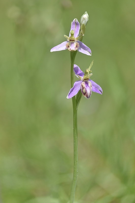 Ophrys_apifera-tilaventina12.jpg.d00274d92ea57ae738ad9ad7fb028dda.jpg