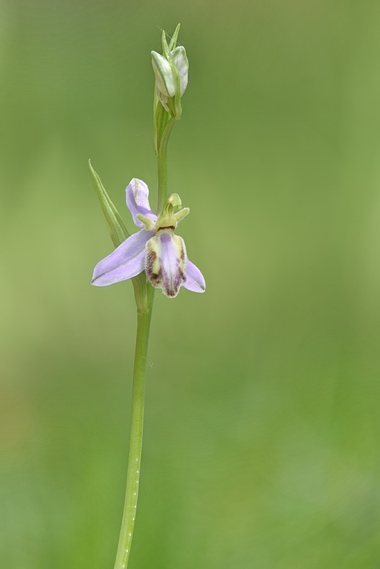 Ophrys_apifera-tilaventina13.jpg.e8d2f44f440e79603459e93d9f0e226a.jpg