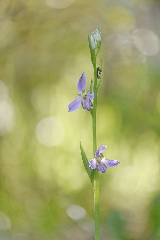 Ophrys_apifera-tilaventina4.jpg.bdd281ab1d9bb1f337cd2293cd4ce9ad.jpg