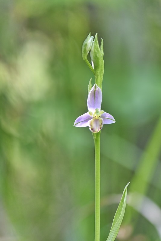 Ophrys_apifera-tilaventina5.jpg.aa23d8039ef611b5b86232ca94572bde.jpg