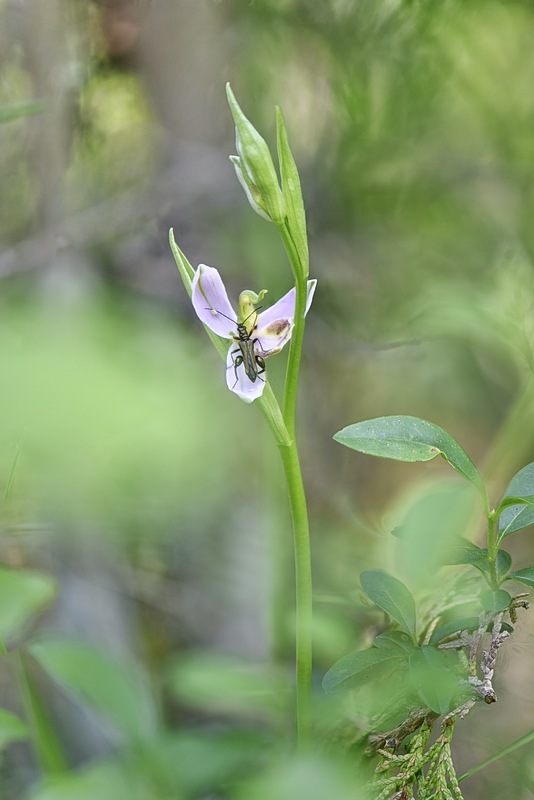 Ophrys_apifera-tilaventina6.jpg.72fb0f5a29d31dca19ef7277d25dbd92.jpg