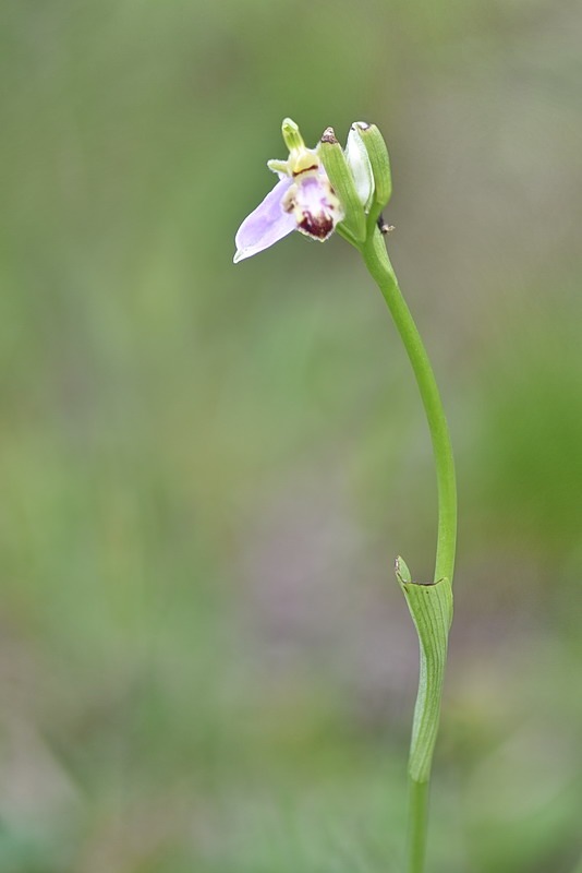 Ophrys_apifera-tilaventina7.jpg.e6f930e240109426e70bc485fb344ccd.jpg