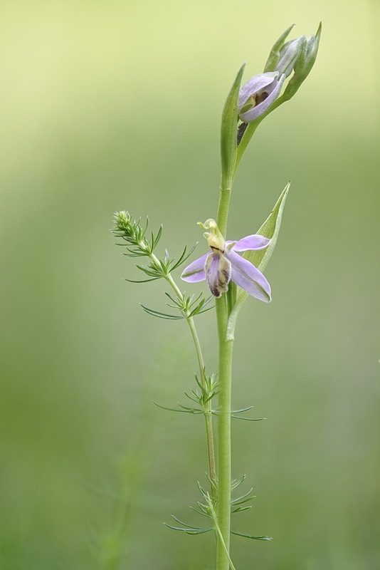 Ophrys_apifera-tilaventina8.jpg.65de8ce4da7b017bdbeeac0e6baefce5.jpg