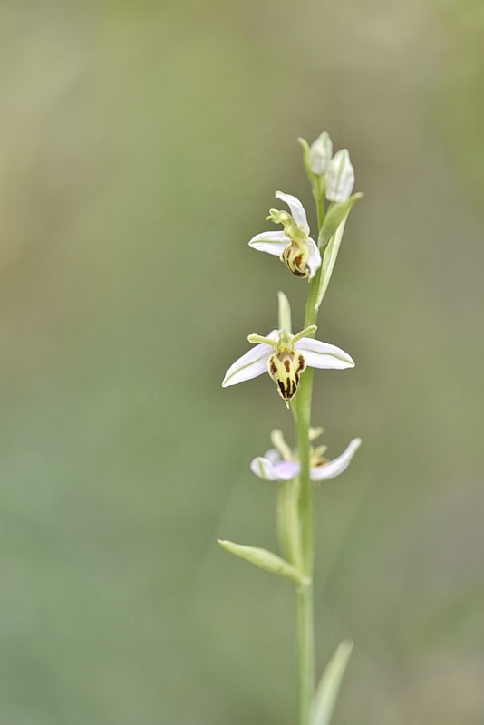 Ophrys_apifera-trollii.JPG.d7fb59d5cbd2d1c55933ebdf31084031.JPG